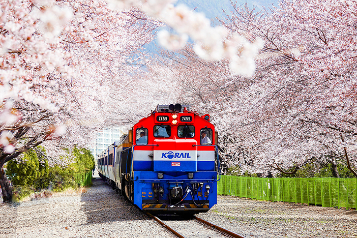 Цветущая вишня Южная Корея