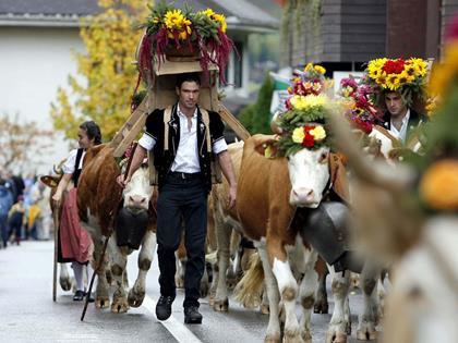 коровы в Швейцарии