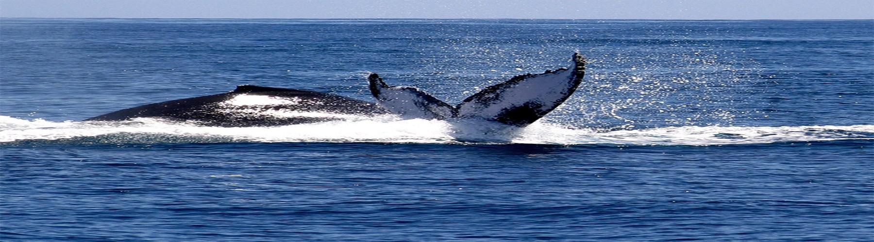 Горбатые киты в Доминикане