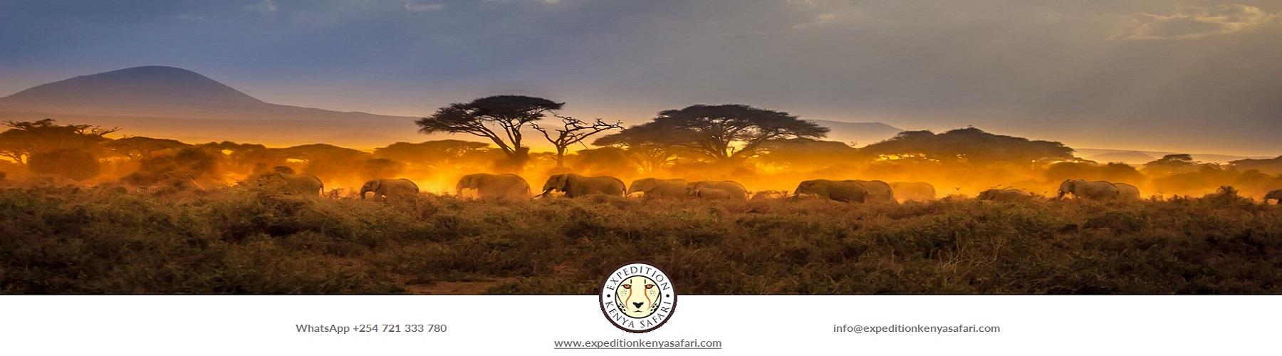 https://expeditionkenyasafari.com/
